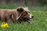 BORDER COLLIE 996